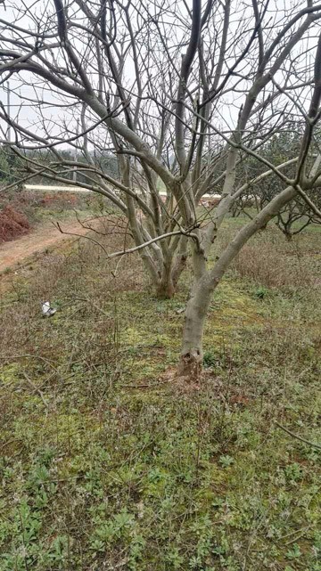 佛山學(xué)校校園綠化植物修剪資訊：紫錐菊-你難以理解的懶散之美